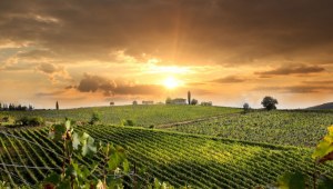 AMARONE DAY TOUR FROM VENICE
